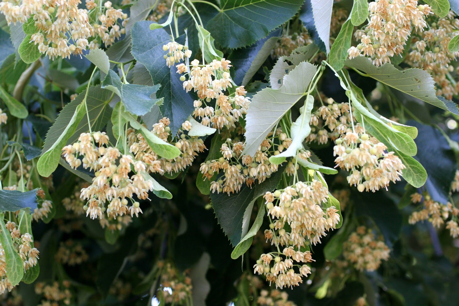 תמונה ראשית טיליה