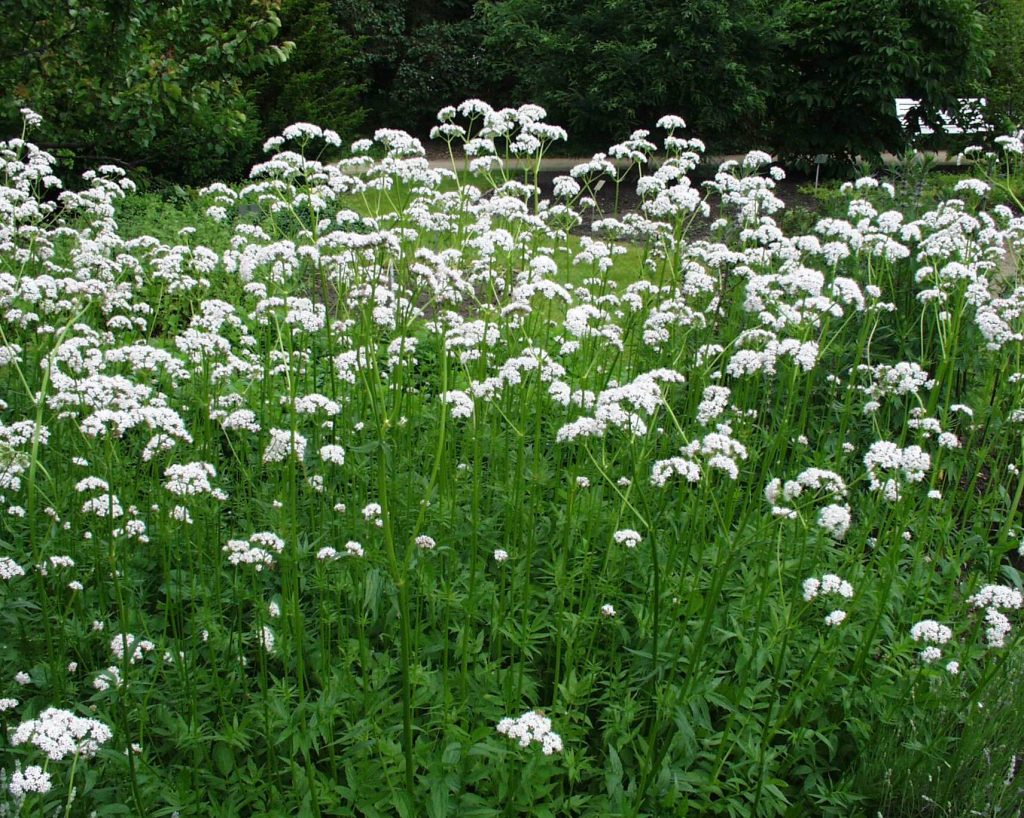 צמח ולריאן תמונה ראשית